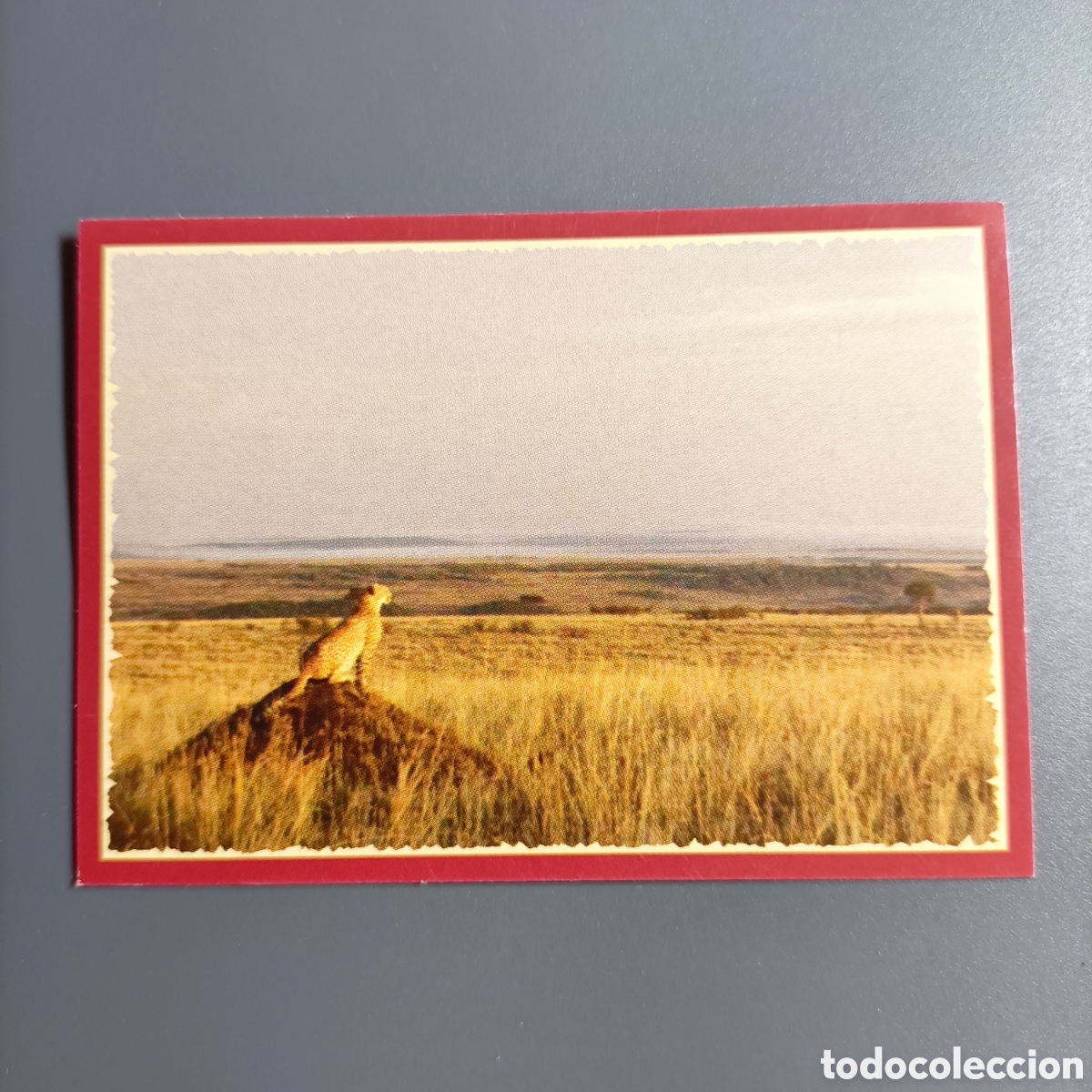 Coleccionismo cromos antiguos: Panini 2011. DisneyNature African Cats - Im Reich der Raubkatzen - №18