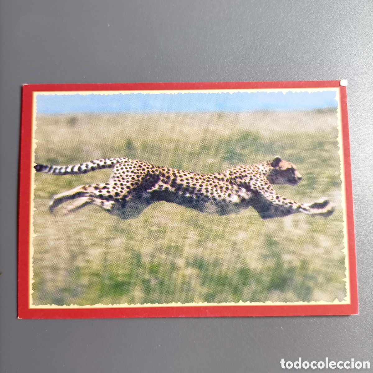 Coleccionismo cromos antiguos: Panini 2011. DisneyNature African Cats - Im Reich der Raubkatzen - №19