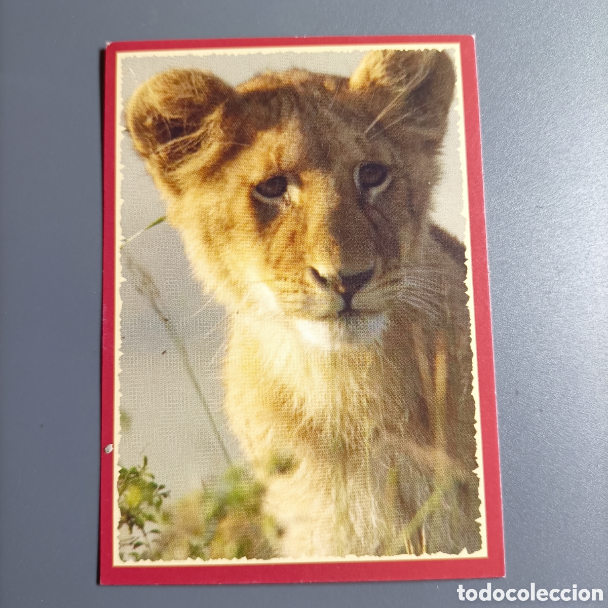 Coleccionismo cromos antiguos: Panini 2011. DisneyNature African Cats - Im Reich der Raubkatzen - №13