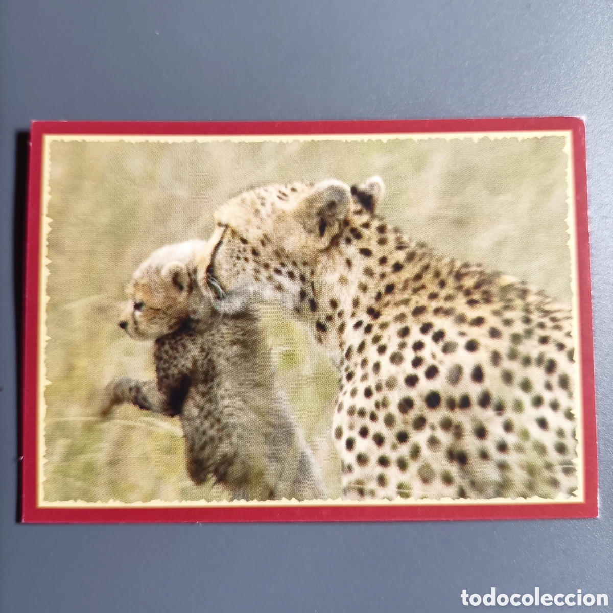 Coleccionismo cromos antiguos: Panini 2011. DisneyNature African Cats - Im Reich der Raubkatzen - №29