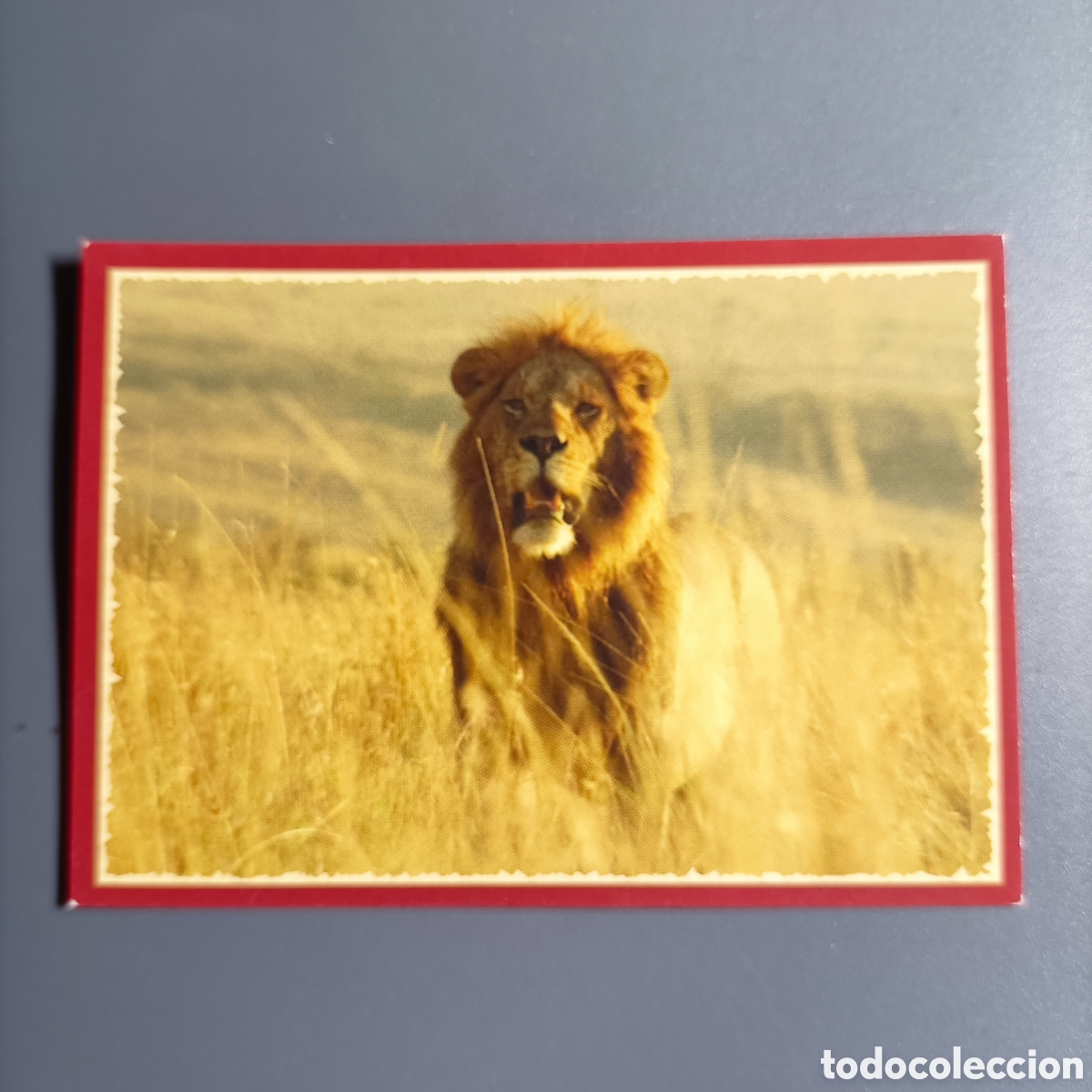Coleccionismo cromos antiguos: Panini 2011. DisneyNature African Cats - Im Reich der Raubkatzen - №24