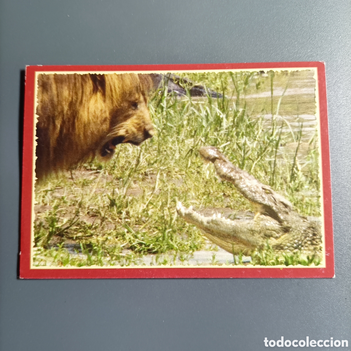Coleccionismo cromos antiguos: Panini 2011. DisneyNature African Cats - Im Reich der Raubkatzen - №21