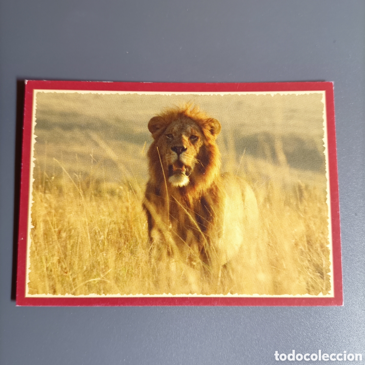 Coleccionismo cromos antiguos: Panini 2011. DisneyNature African Cats - Im Reich der Raubkatzen - №24