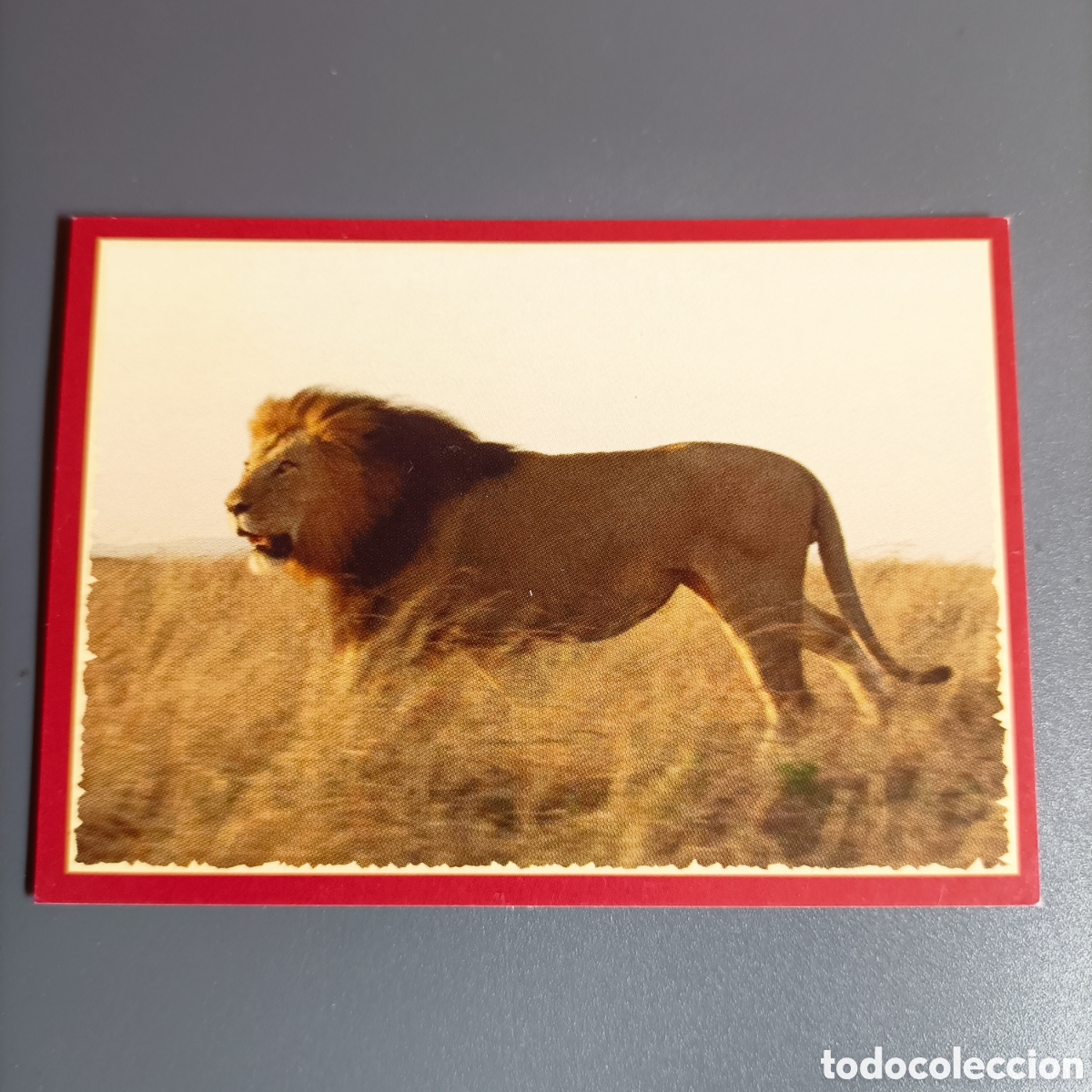 Coleccionismo cromos antiguos: Panini 2011. DisneyNature African Cats - Im Reich der Raubkatzen - №23