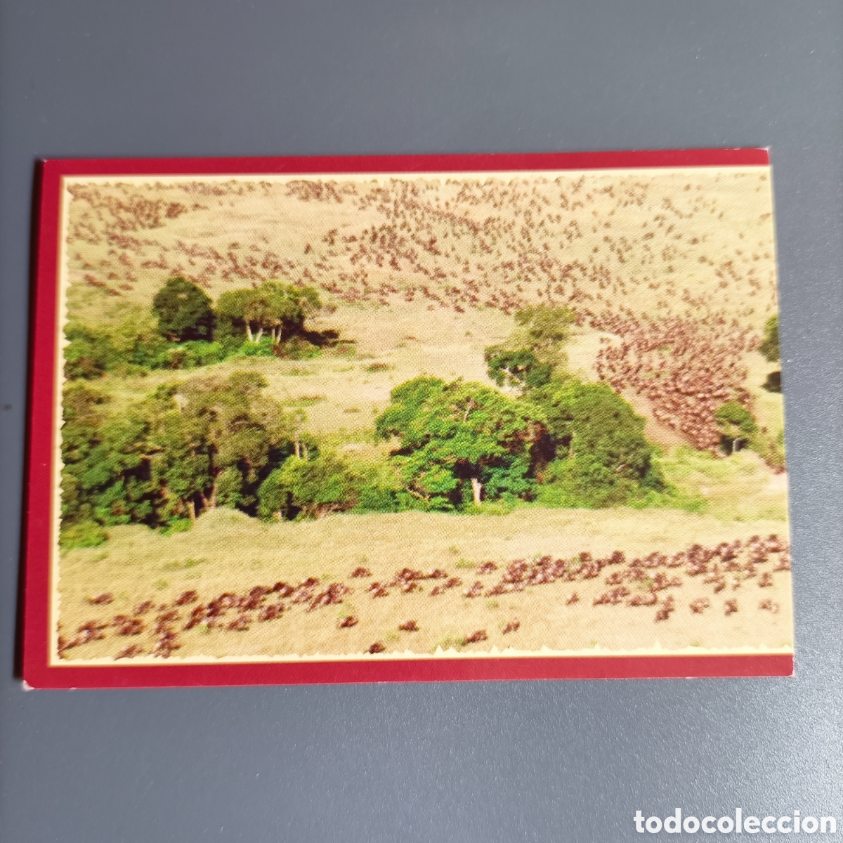 Sammeln alte Sammelbilder: Panini 2011. DisneyNature African Cats - Im Reich der Raubkatzen - №39