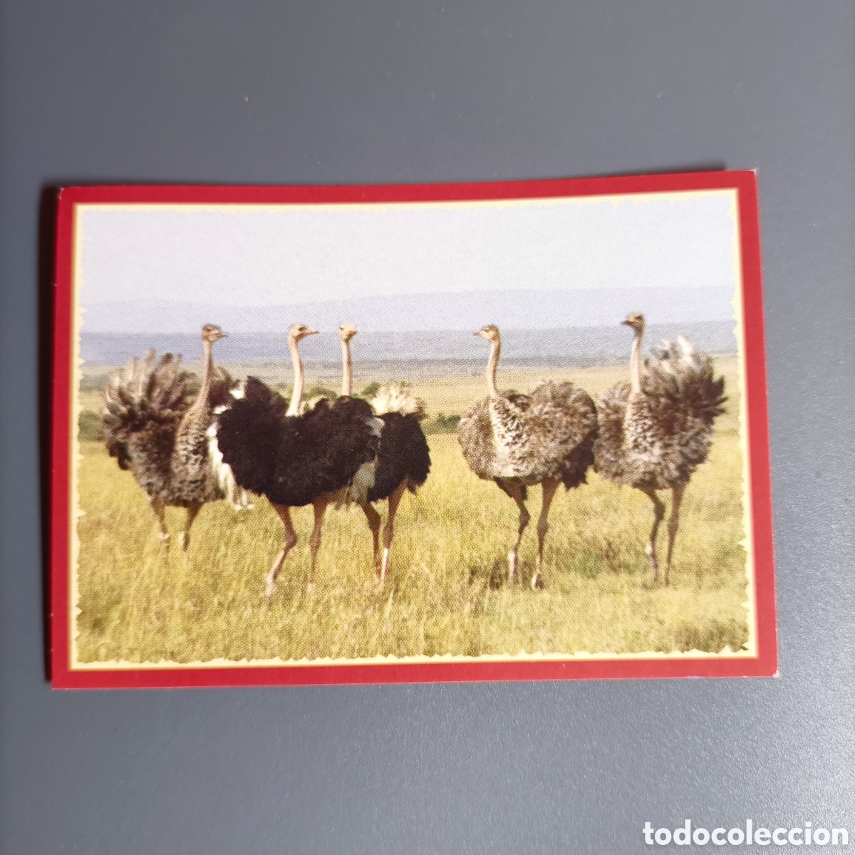 Coleccionismo cromos antiguos: Panini 2011. DisneyNature African Cats - Im Reich der Raubkatzen - №34