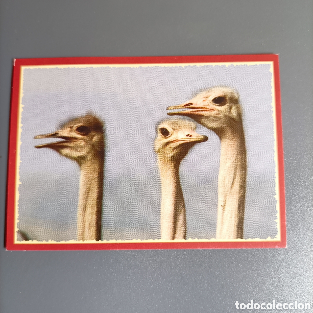 Coleccionismo cromos antiguos: Panini 2011. DisneyNature African Cats - Im Reich der Raubkatzen - №35