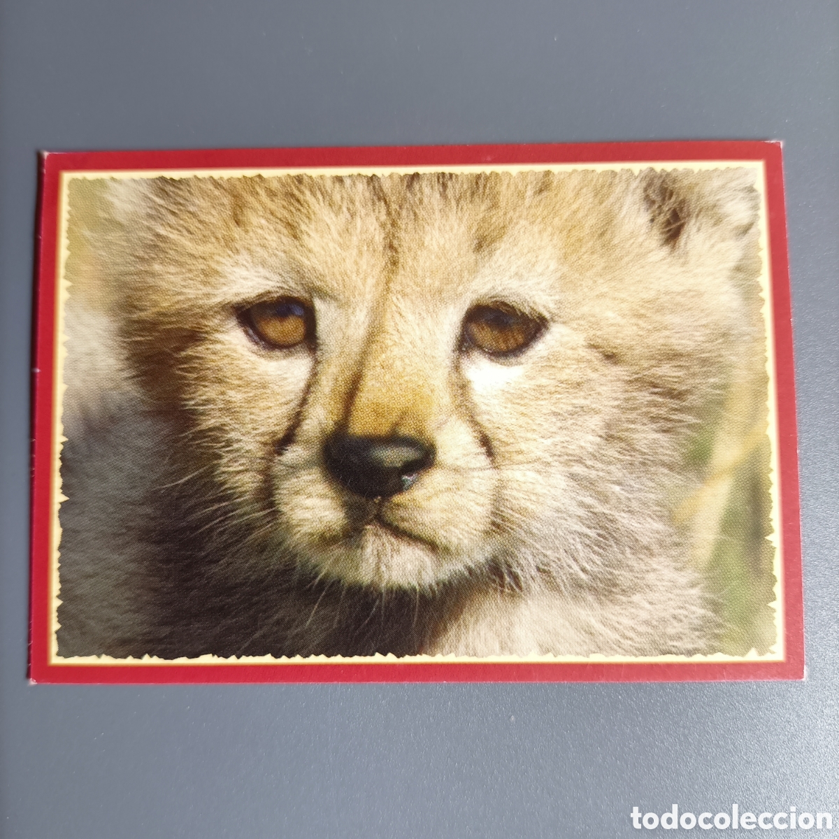 Coleccionismo cromos antiguos: Panini 2011. DisneyNature African Cats - Im Reich der Raubkatzen - №30