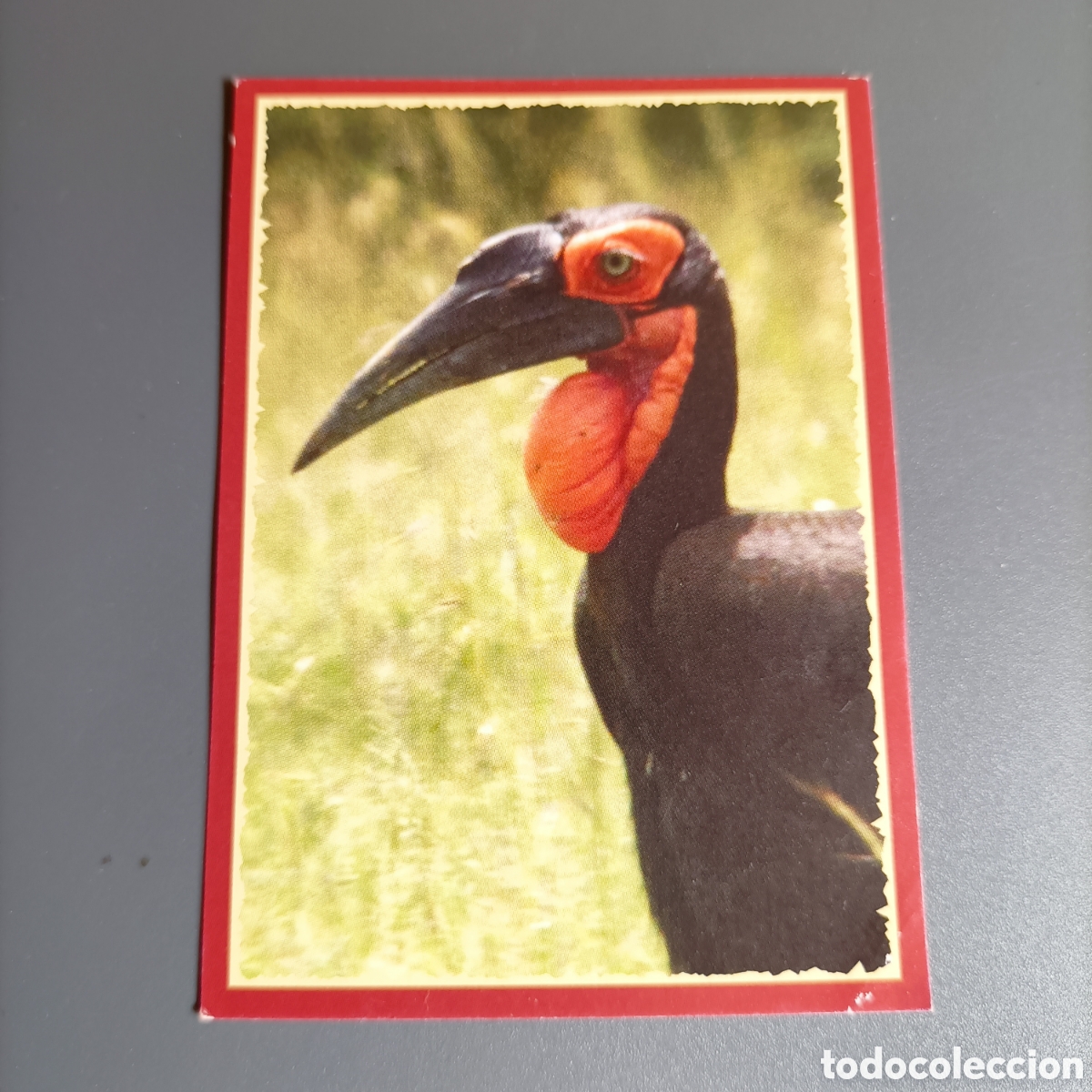 Coleccionismo cromos antiguos: Panini 2011. DisneyNature African Cats - Im Reich der Raubkatzen - №38
