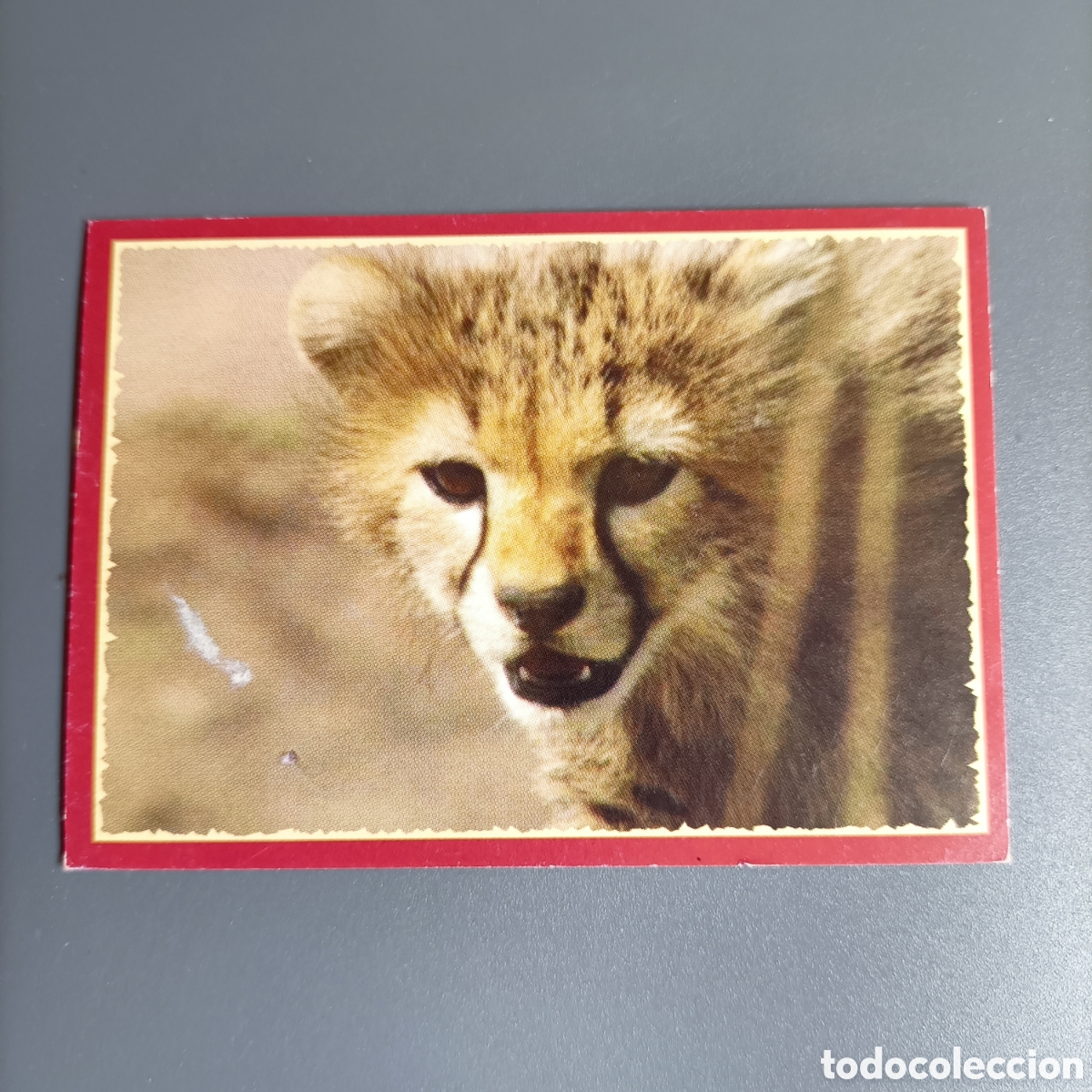 Coleccionismo cromos antiguos: Panini 2011. DisneyNature African Cats - Im Reich der Raubkatzen - №33