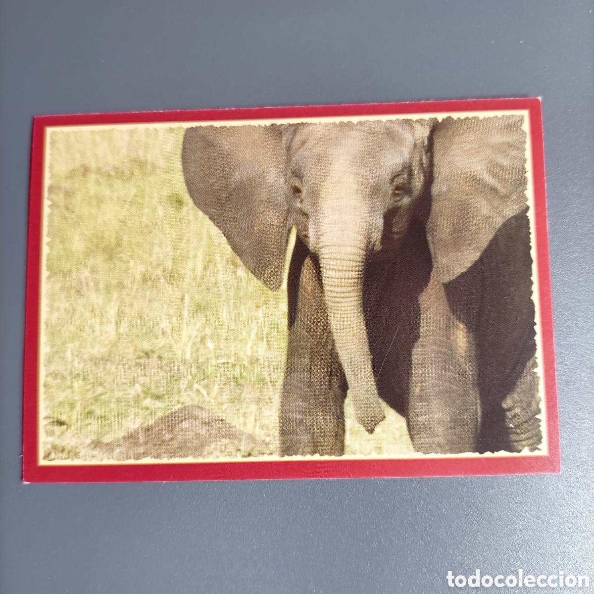 Coleccionismo cromos antiguos: Panini 2011. DisneyNature African Cats - Im Reich der Raubkatzen - №32