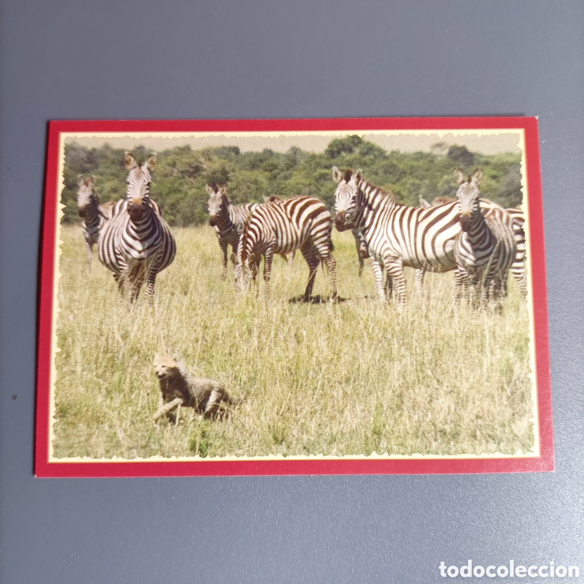 Coleccionismo cromos antiguos: Panini 2011. DisneyNature African Cats - Im Reich der Raubkatzen - №36
