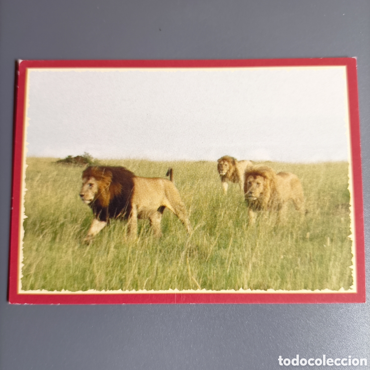 Coleccionismo cromos antiguos: Panini 2011. DisneyNature African Cats - Im Reich der Raubkatzen - №135