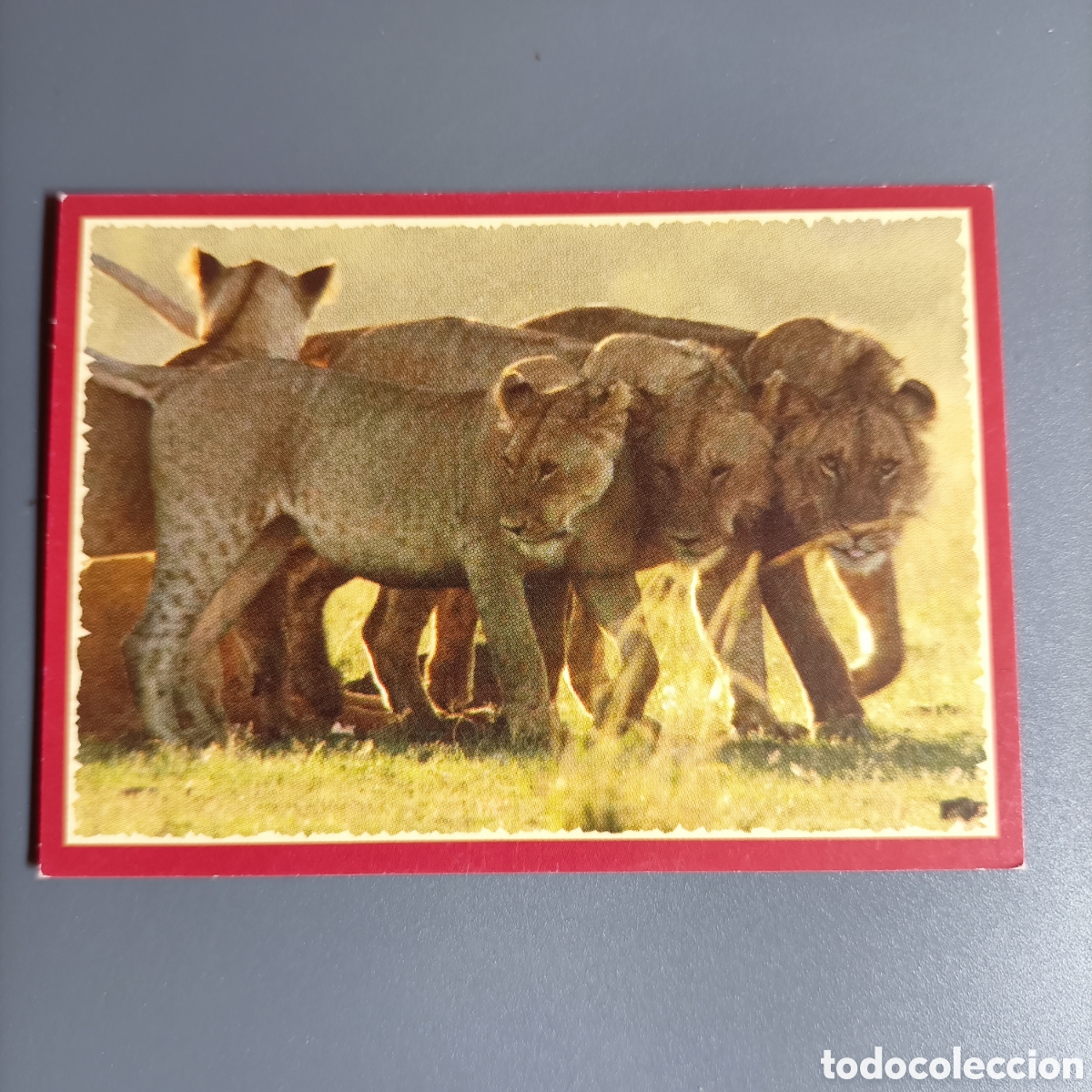 Coleccionismo cromos antiguos: Panini 2011. DisneyNature African Cats - Im Reich der Raubkatzen - №137