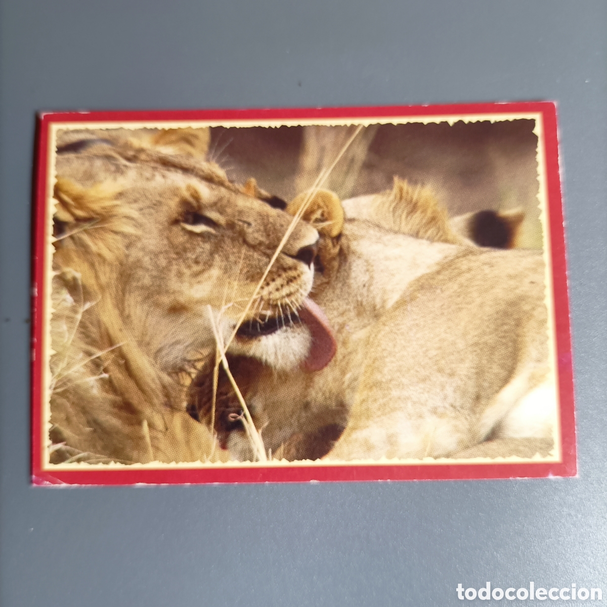 Coleccionismo cromos antiguos: Panini 2011. DisneyNature African Cats - Im Reich der Raubkatzen - №139