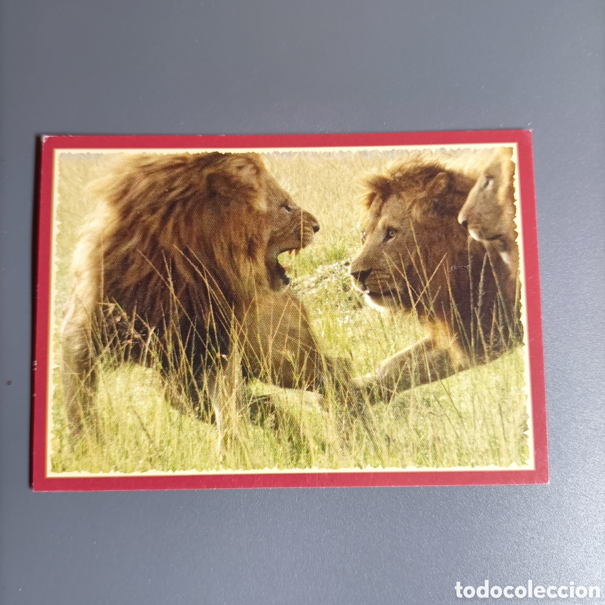Coleccionismo cromos antiguos: Panini 2011. DisneyNature African Cats - Im Reich der Raubkatzen - №134