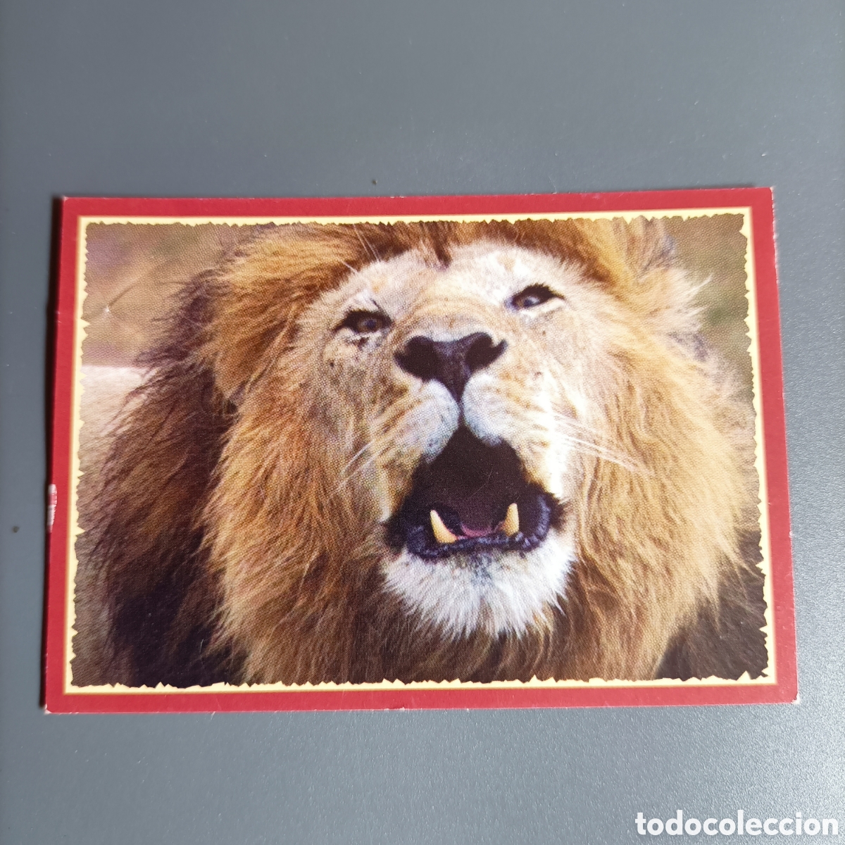 Coleccionismo cromos antiguos: Panini 2011. DisneyNature African Cats - Im Reich der Raubkatzen - №131