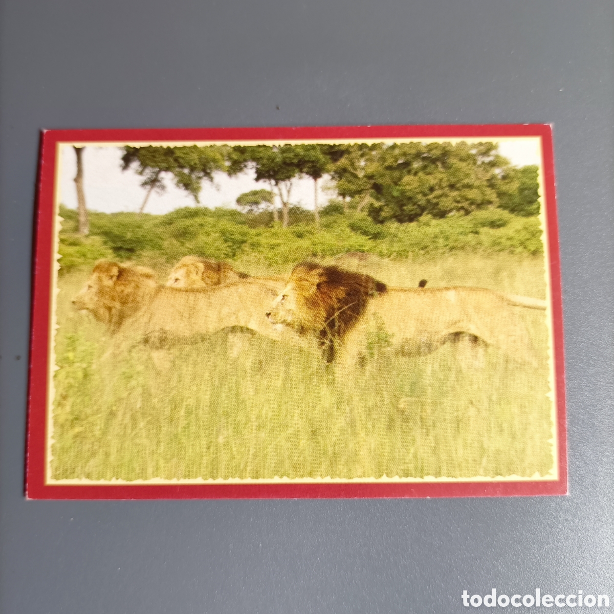 Coleccionismo cromos antiguos: Panini 2011. DisneyNature African Cats - Im Reich der Raubkatzen - №141