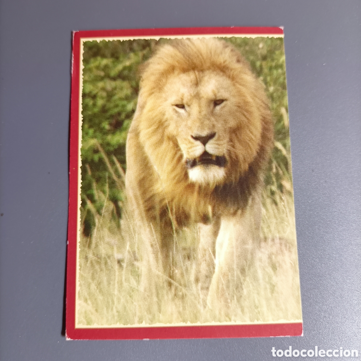 Coleccionismo cromos antiguos: Panini 2011. DisneyNature African Cats - Im Reich der Raubkatzen - №149