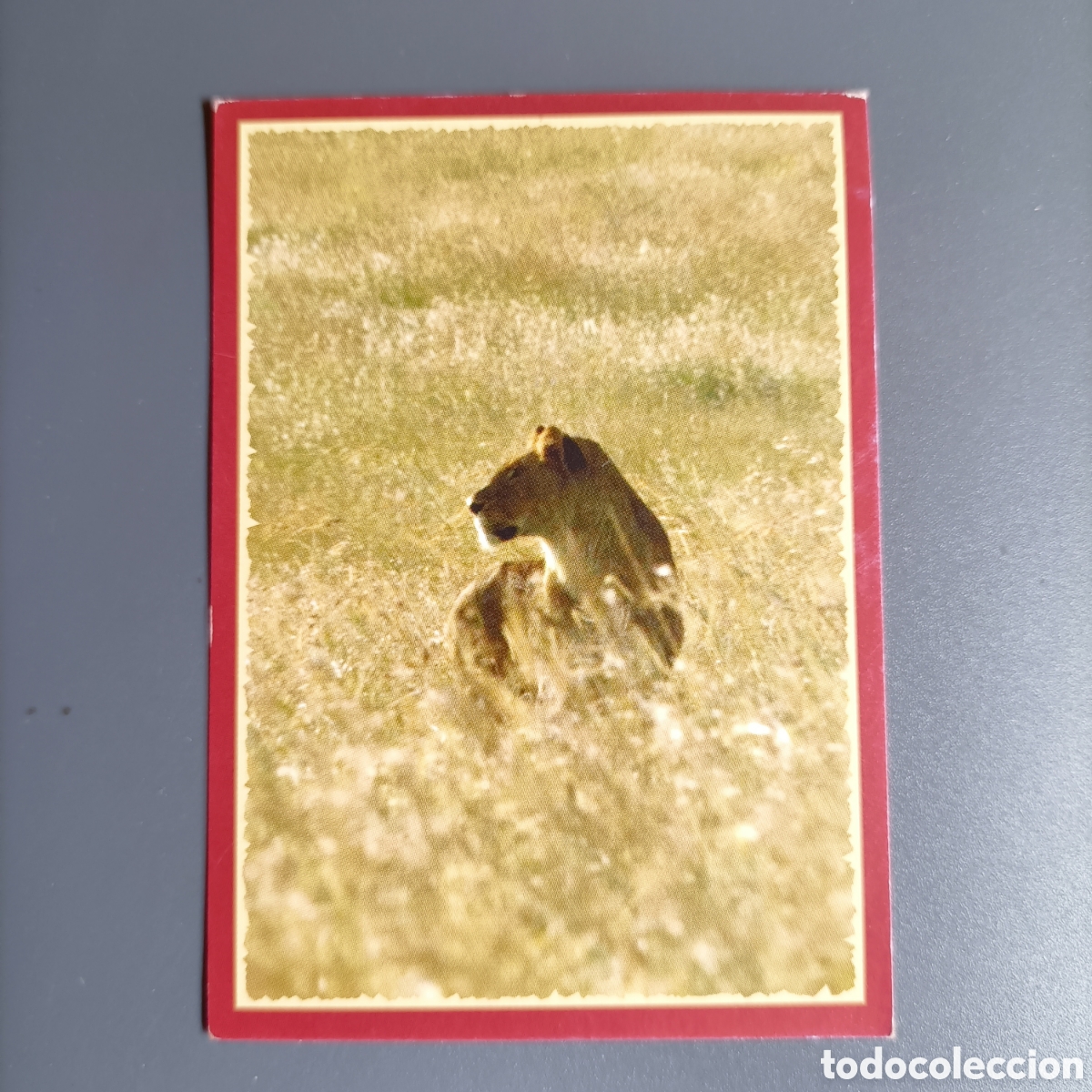 Coleccionismo cromos antiguos: Panini 2011. DisneyNature African Cats - Im Reich der Raubkatzen - №151