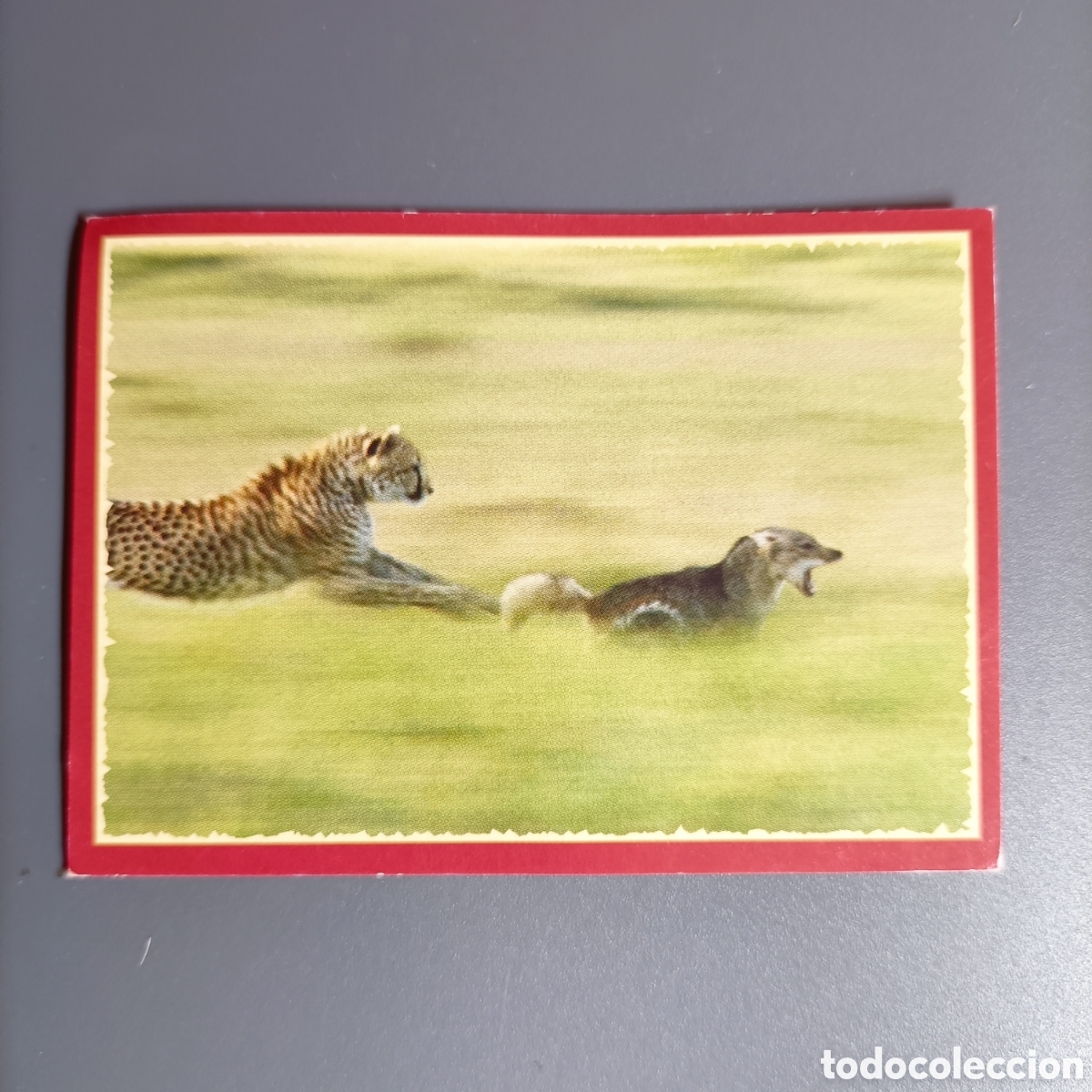 Coleccionismo cromos antiguos: Panini 2011. DisneyNature African Cats - Im Reich der Raubkatzen - №159