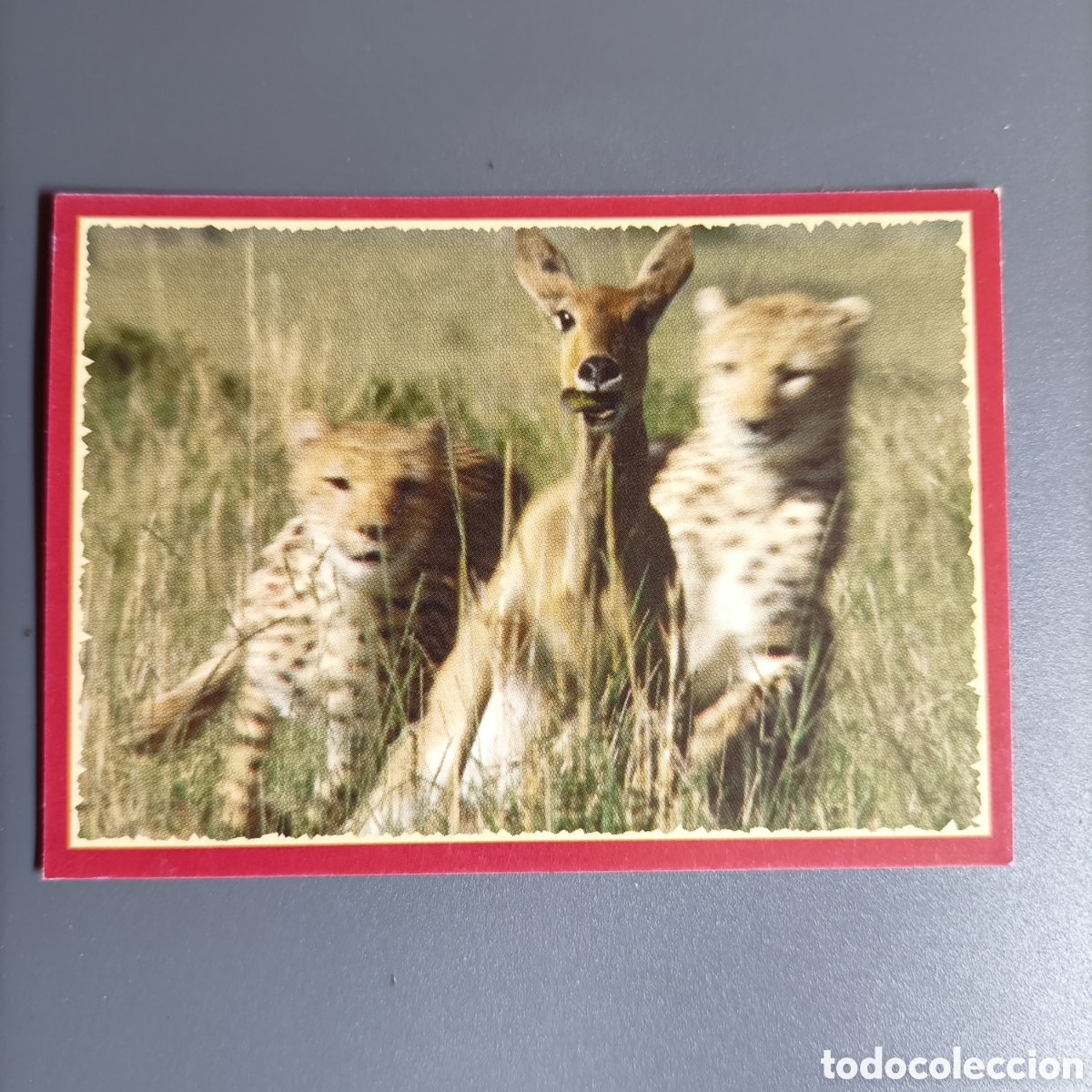 Coleccionismo cromos antiguos: Panini 2011. DisneyNature African Cats - Im Reich der Raubkatzen - №172