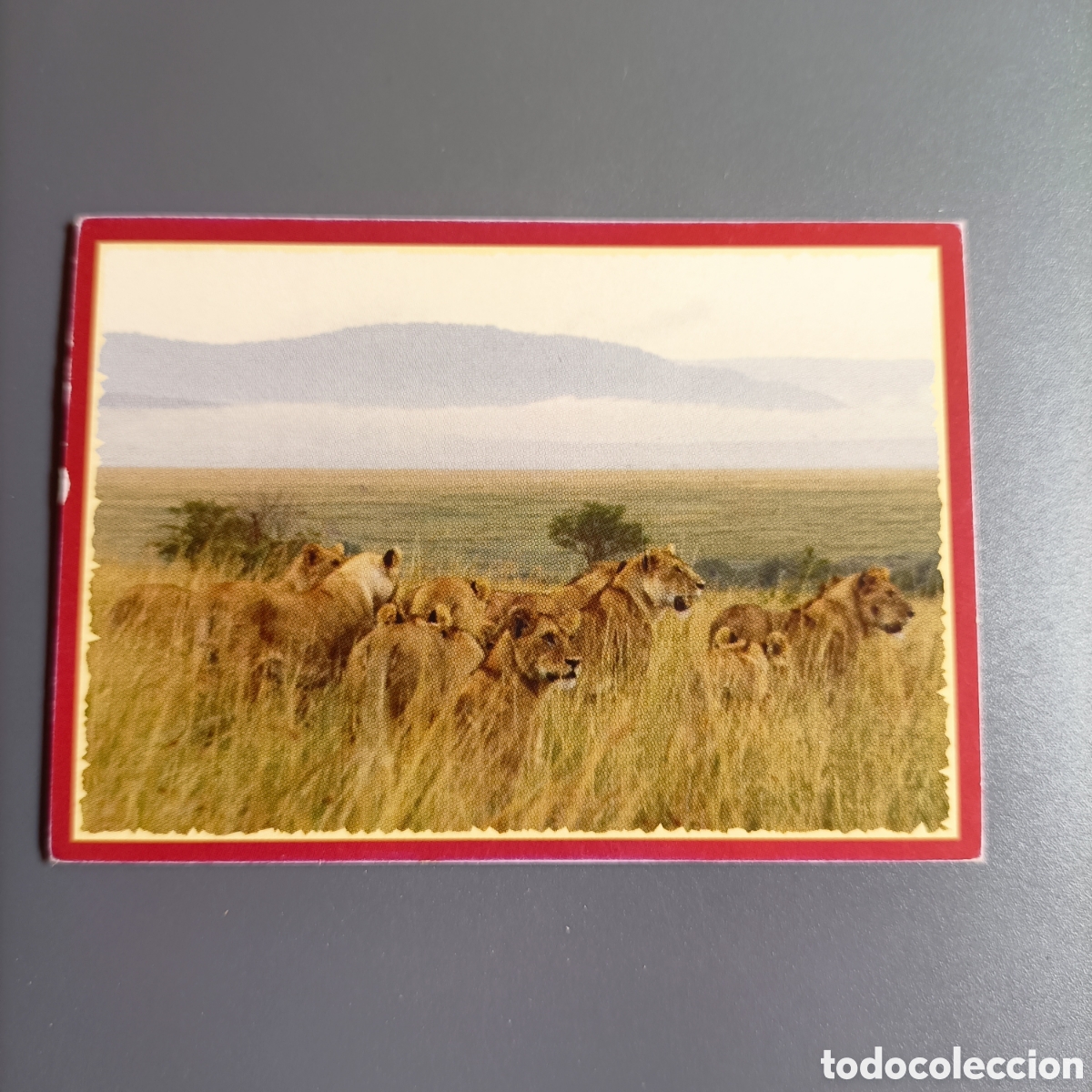 Coleccionismo cromos antiguos: Panini 2011. DisneyNature African Cats - Im Reich der Raubkatzen - №99