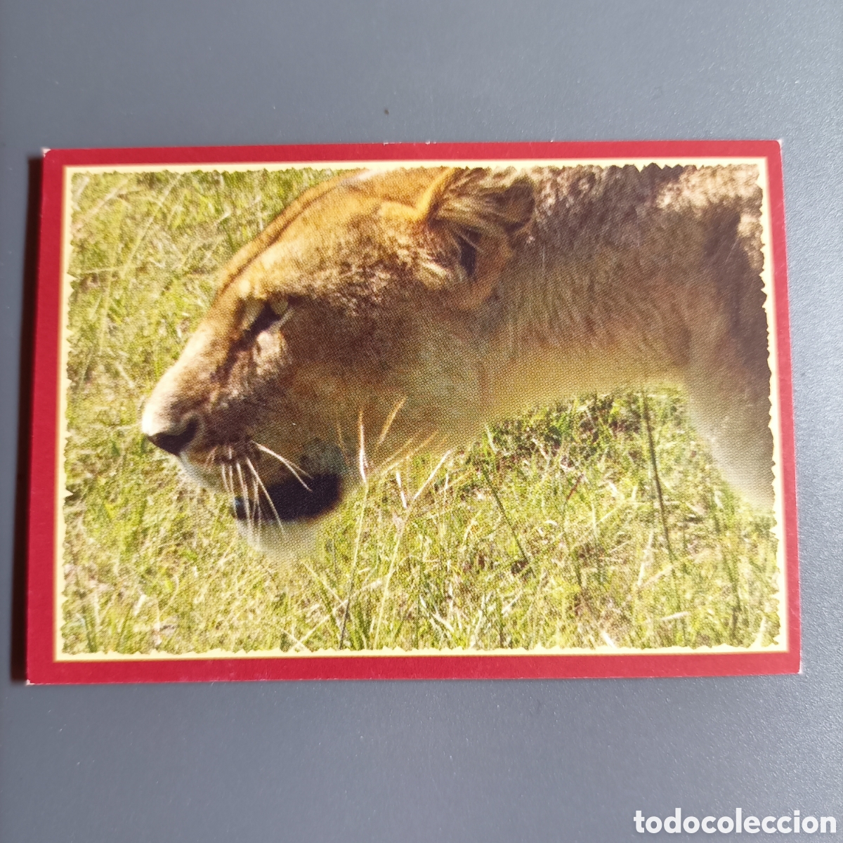 Coleccionismo cromos antiguos: Panini 2011. DisneyNature African Cats - Im Reich der Raubkatzen - №95
