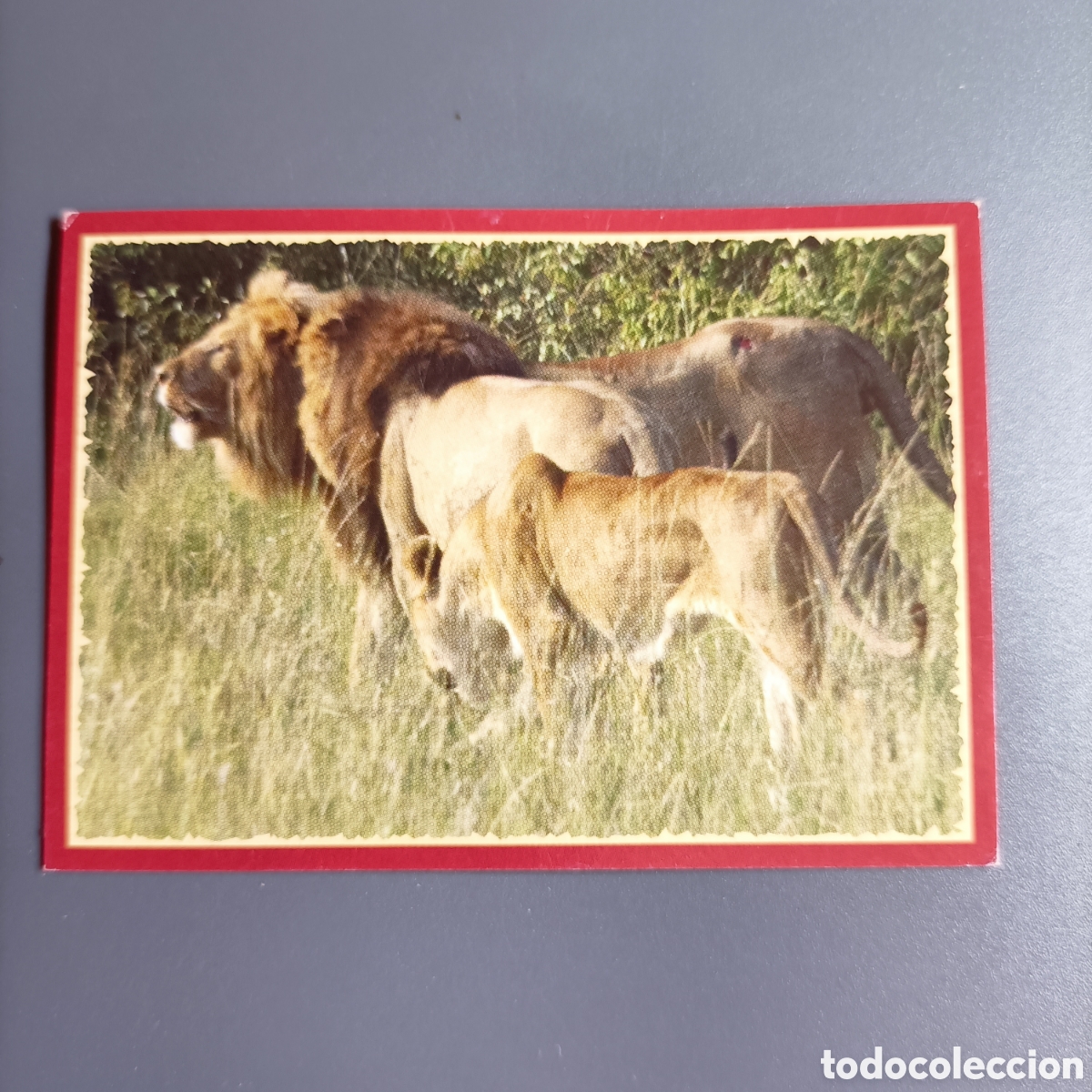 Coleccionismo cromos antiguos: Panini 2011. DisneyNature African Cats - Im Reich der Raubkatzen - №96
