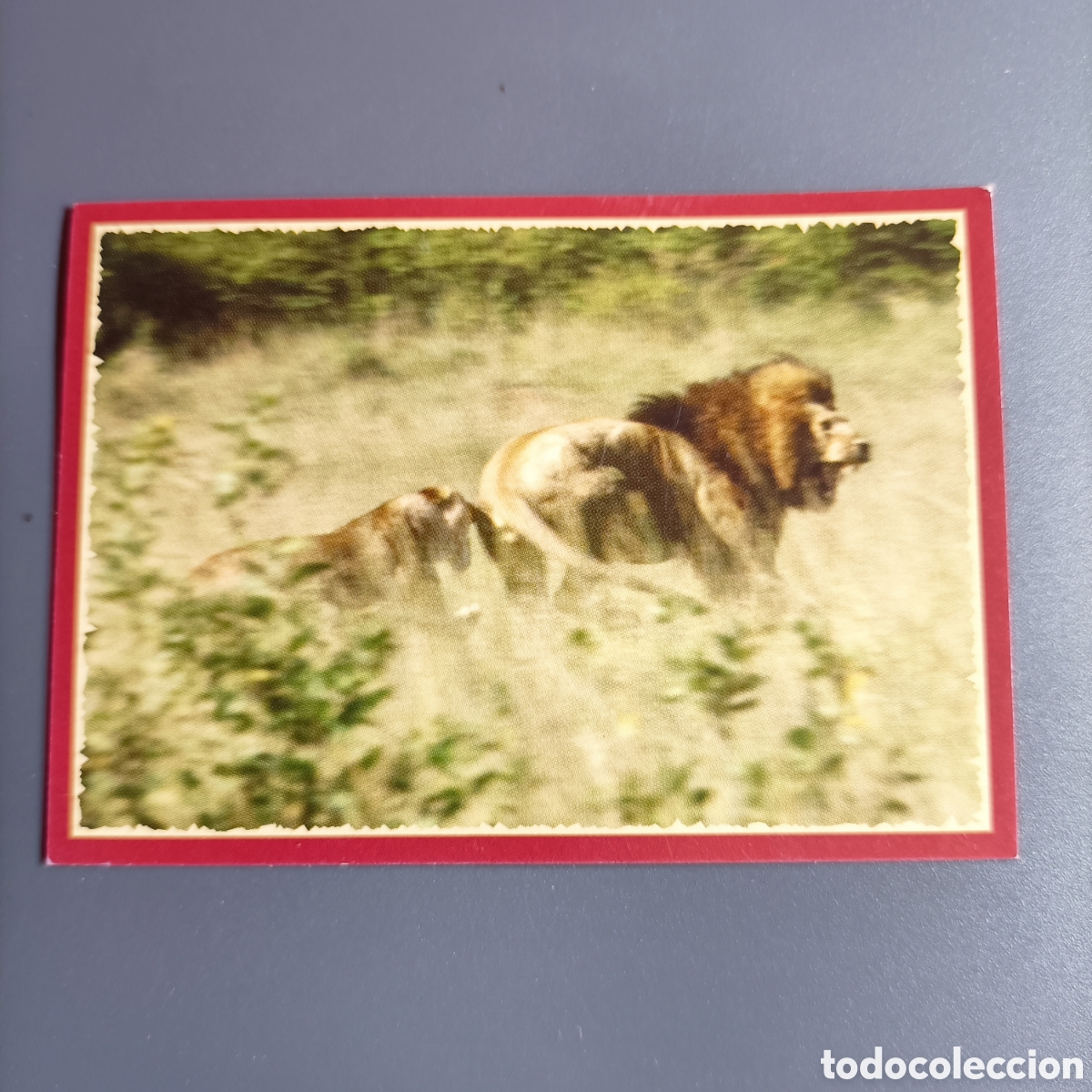 Coleccionismo cromos antiguos: Panini 2011. DisneyNature African Cats - Im Reich der Raubkatzen - №98
