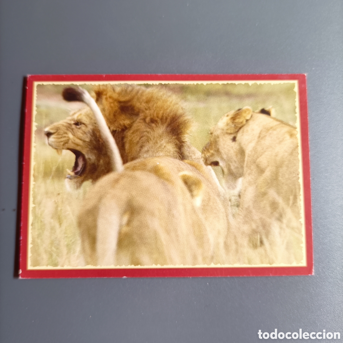 Coleccionismo cromos antiguos: Panini 2011. DisneyNature African Cats - Im Reich der Raubkatzen - №97