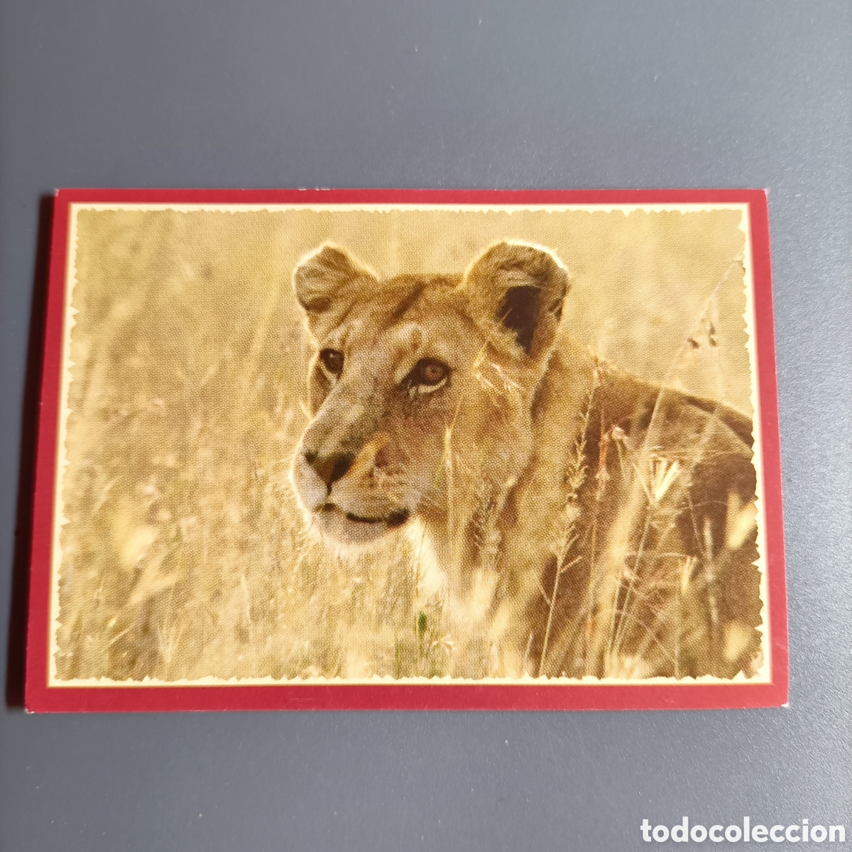 Coleccionismo cromos antiguos: Panini 2011. DisneyNature African Cats - Im Reich der Raubkatzen - №123