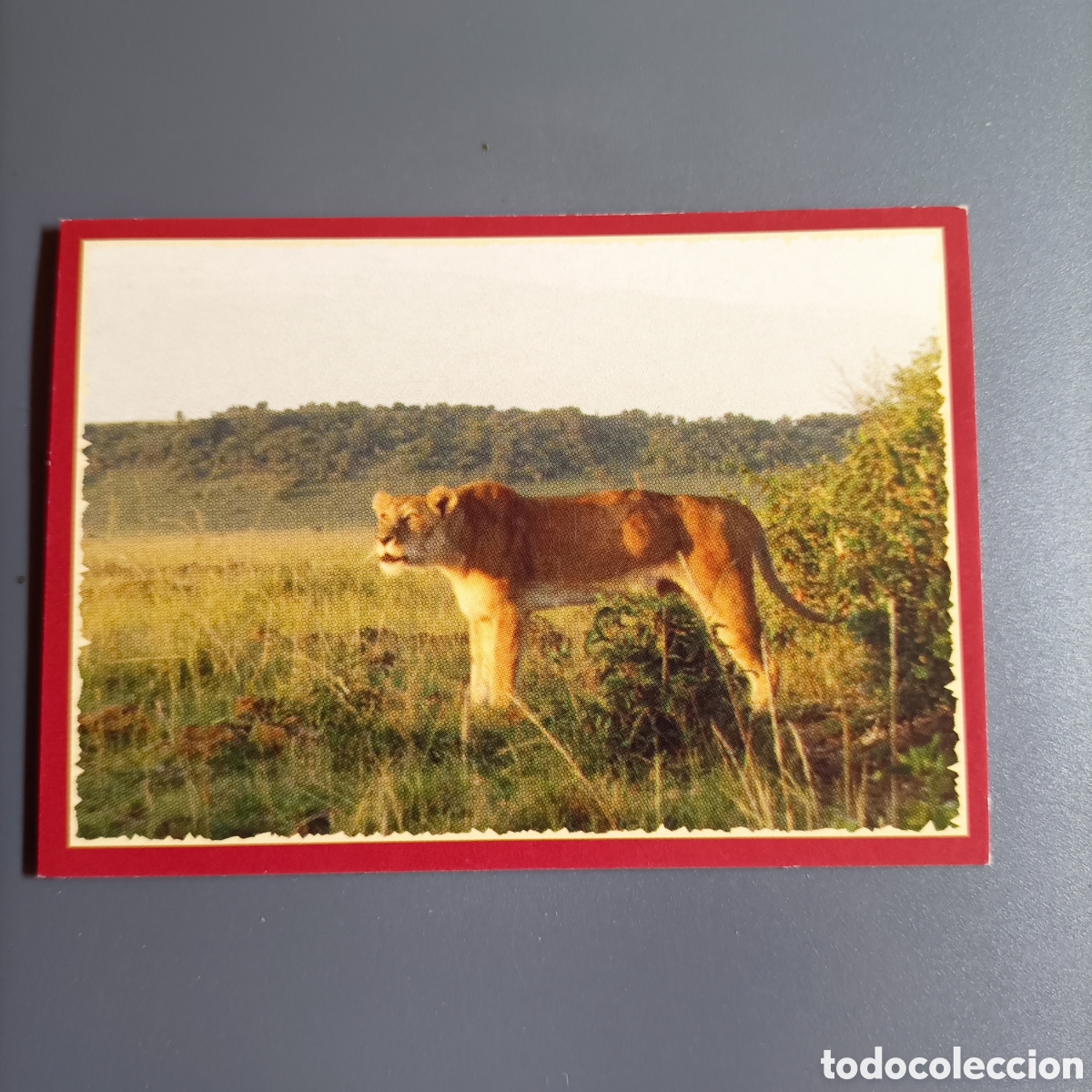 Coleccionismo cromos antiguos: Panini 2011. DisneyNature African Cats - Im Reich der Raubkatzen - №102