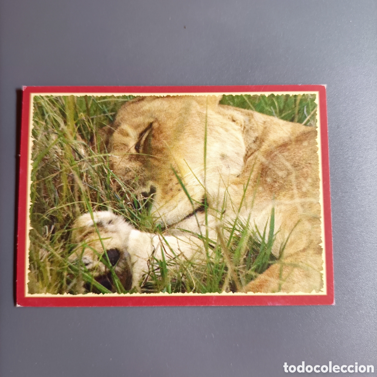Coleccionismo cromos antiguos: Panini 2011. DisneyNature African Cats - Im Reich der Raubkatzen - №104