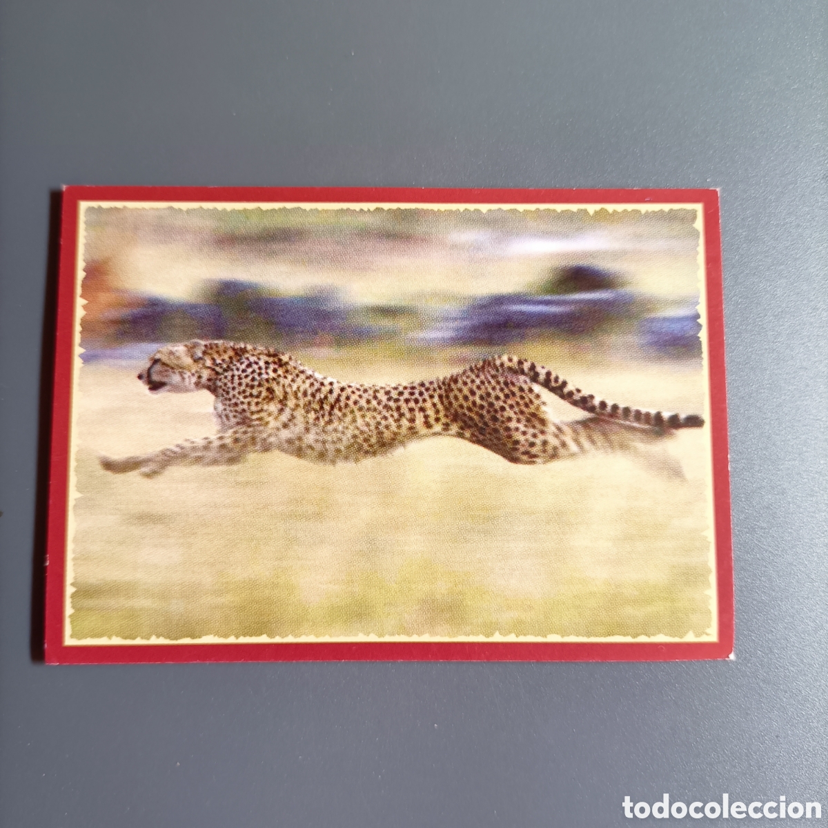 Coleccionismo cromos antiguos: Panini 2011. DisneyNature African Cats - Im Reich der Raubkatzen - №105