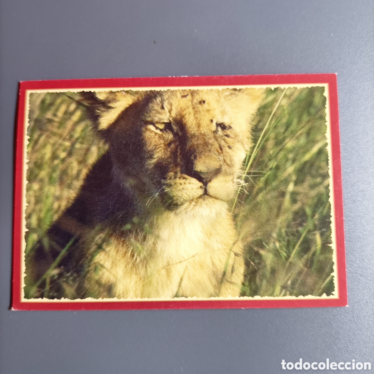 Coleccionismo cromos antiguos: Panini 2011. DisneyNature African Cats - Im Reich der Raubkatzen - №101