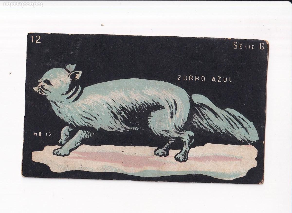 Coleccionismo cromos antiguos: HISTORIA NATURAL : SERIE G, NUMERO : 12, ZORRO AZUL : CHOCOLATES GUILLEM