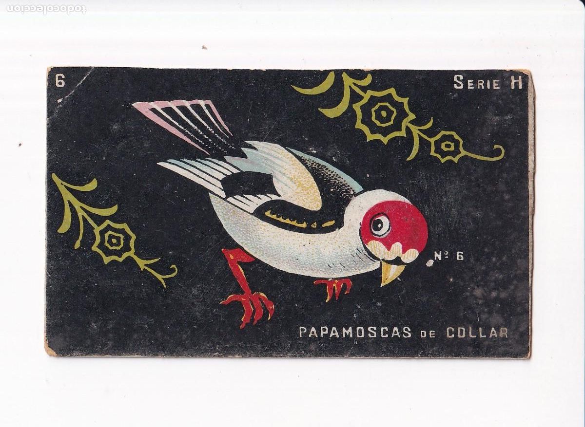 Coleccionismo cromos antiguos: HISTORIA NATURAL : SERIE H, NUMERO : 6, PAPAMOSCAS DE COLLAR : CHOCOLATES GUILLEM