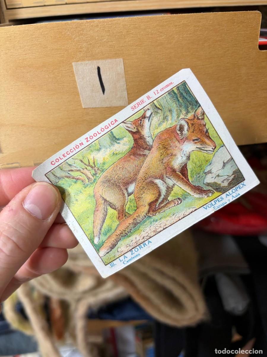 Coleccionismo cromos antiguos: (I) cromo colecci&oacute;n zool&oacute;gica serie b la zorra