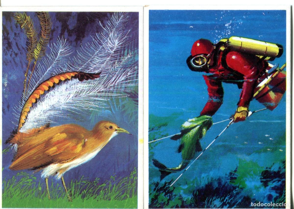 Collectable Antique Stickers: 2 CROMOS COLECCION DUNKIN SUPERCROMO SERIE LAS AVES N&ordm; 6 Y EL MAR N&ordm; 2