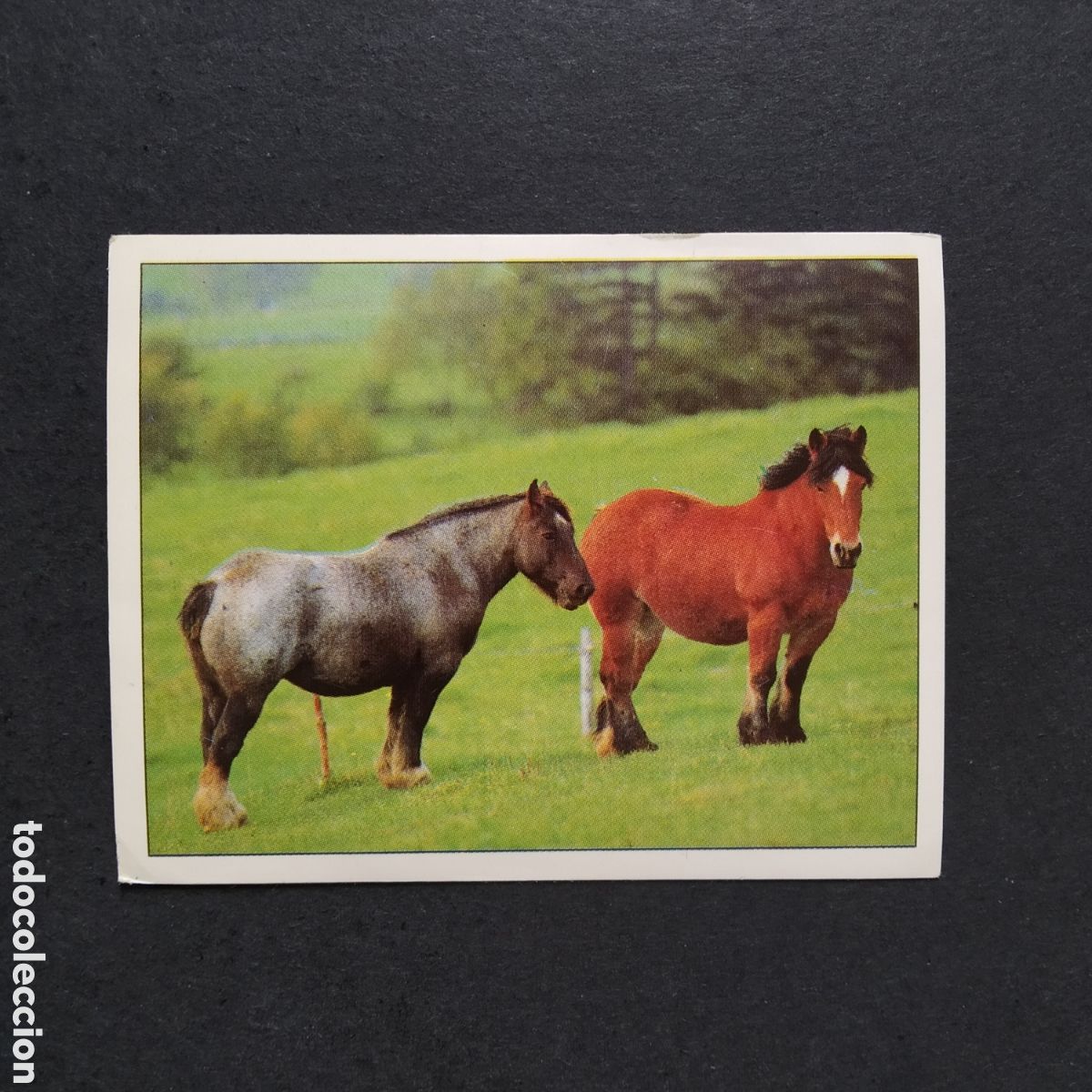 Collezionismo Figurine antiche: CROMO - N&ordm; 007 - CABALLOS, COMPA&Ntilde;EROS DEL HOMBRE DESDE HACE SIGLOS - PANINI - A&Ntilde;O 1995