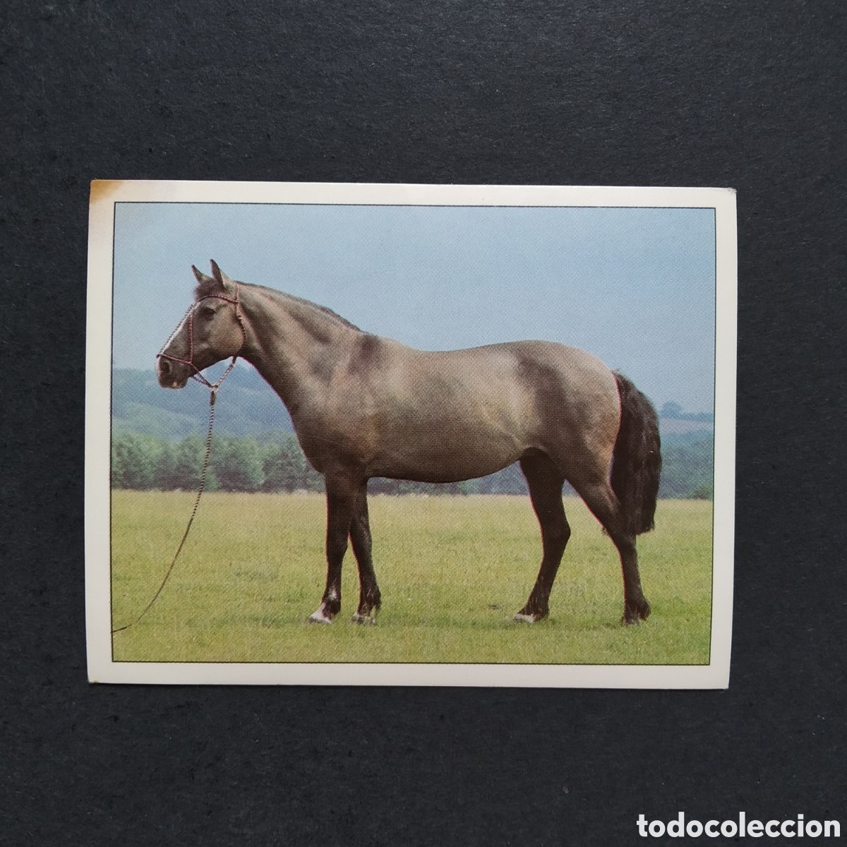 Collezionismo Figurine antiche: CROMO - N&ordm; 020 - CABALLOS, COMPA&Ntilde;EROS DEL HOMBRE DESDE HACE SIGLOS - PANINI - A&Ntilde;O 1995