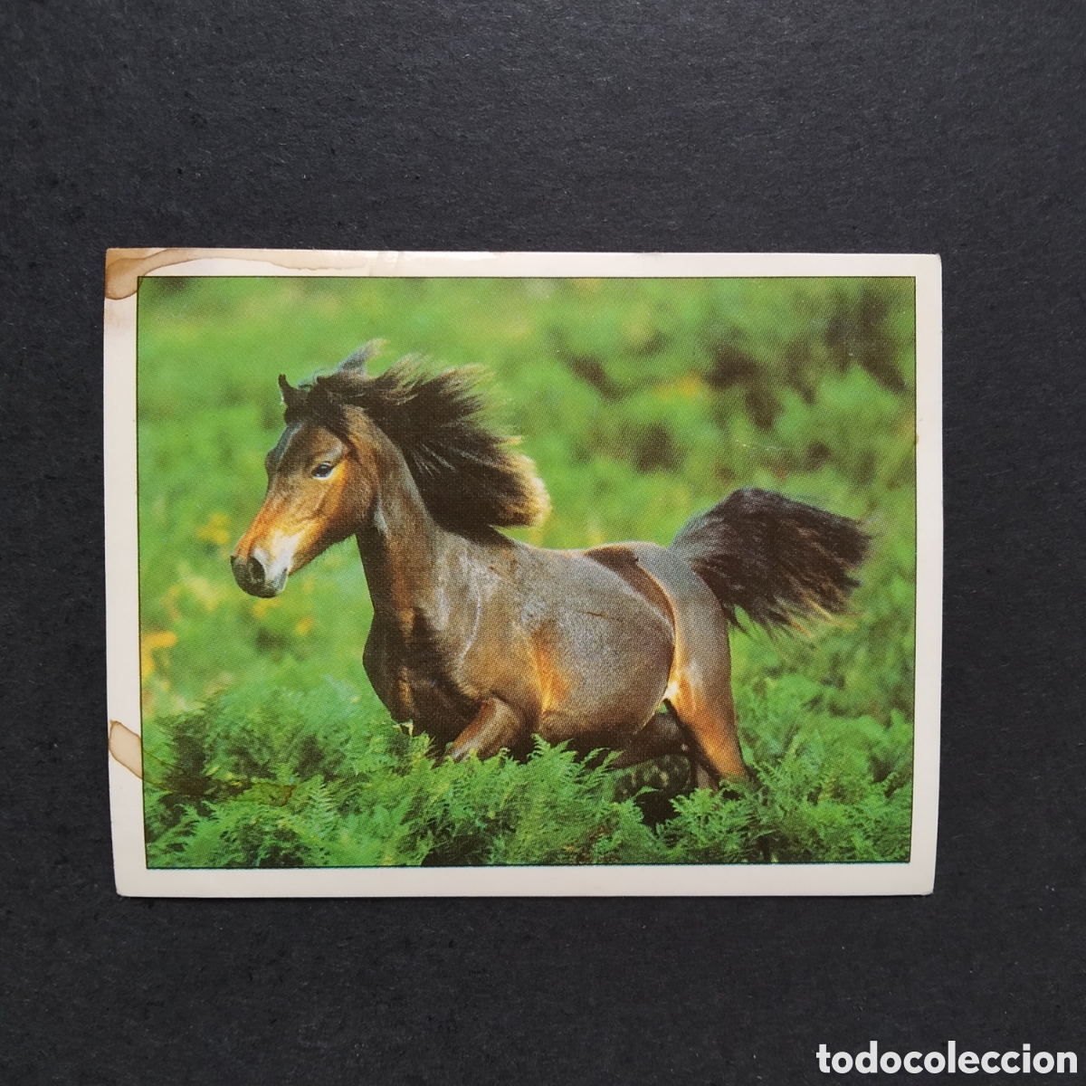Collezionismo Figurine antiche: CROMO - N&ordm; 022 - CABALLOS, COMPA&Ntilde;EROS DEL HOMBRE DESDE HACE SIGLOS - PANINI - A&Ntilde;O 1995