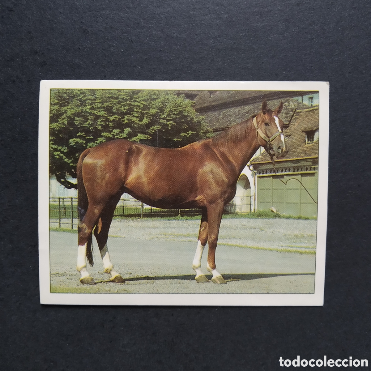 Collectable Antique Stickers: CROMO - N&ordm; 025 - CABALLOS, COMPA&Ntilde;EROS DEL HOMBRE DESDE HACE SIGLOS - PANINI - A&Ntilde;O 1995