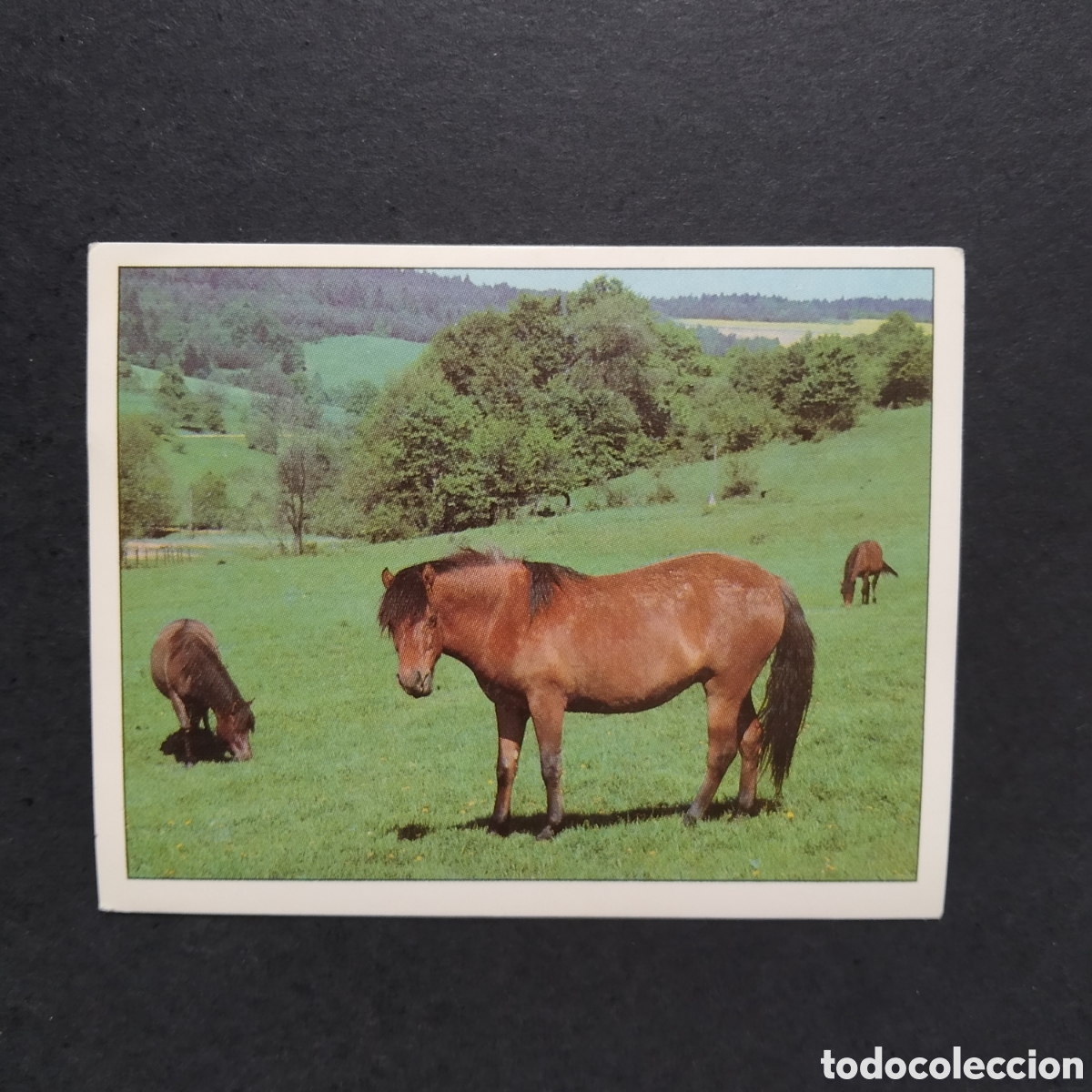 Coleccionismo cromos antiguos: CROMO - N&ordm; 044 - CABALLOS, COMPA&Ntilde;EROS DEL HOMBRE DESDE HACE SIGLOS - PANINI - A&Ntilde;O 1995