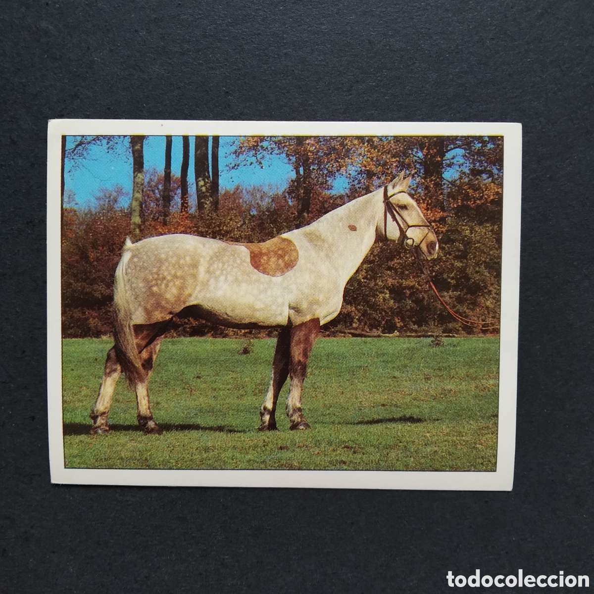 Coleccionismo cromos antiguos: CROMO - N&ordm; 045 - CABALLOS, COMPA&Ntilde;EROS DEL HOMBRE DESDE HACE SIGLOS - PANINI - A&Ntilde;O 1995