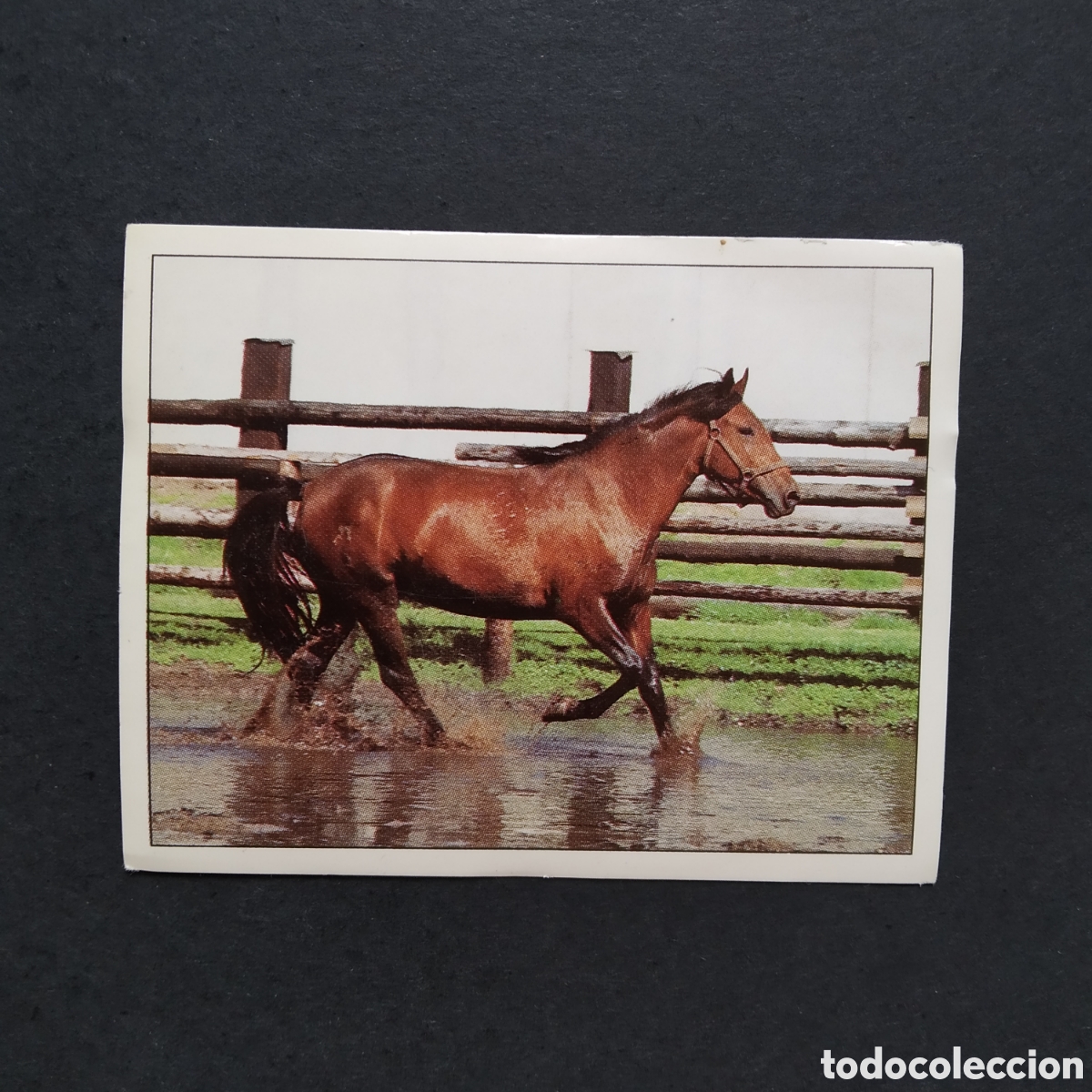 Coleccionismo cromos antiguos: CROMO - N&ordm; 052 - CABALLOS, COMPA&Ntilde;EROS DEL HOMBRE DESDE HACE SIGLOS - PANINI - A&Ntilde;O 1995