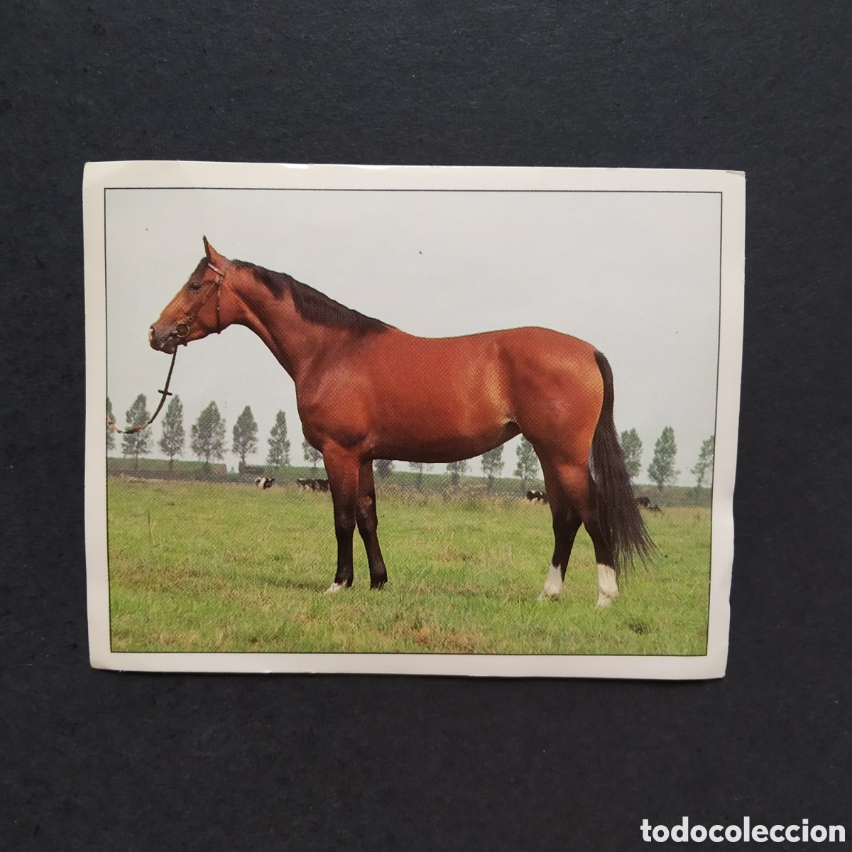 Coleccionismo cromos antiguos: CROMO - N&ordm; 070 - CABALLOS, COMPA&Ntilde;EROS DEL HOMBRE DESDE HACE SIGLOS - PANINI - A&Ntilde;O 1995