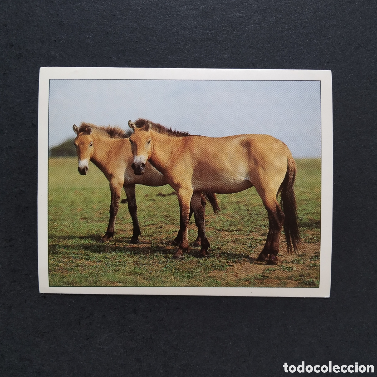 Coleccionismo cromos antiguos: CROMO - N&ordm; 077 - CABALLOS, COMPA&Ntilde;EROS DEL HOMBRE DESDE HACE SIGLOS - PANINI - A&Ntilde;O 1995
