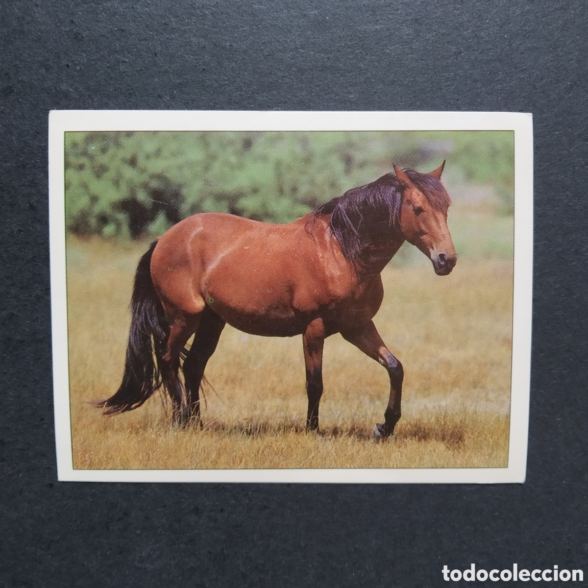 Coleccionismo cromos antiguos: CROMO - N&ordm; 082 - CABALLOS, COMPA&Ntilde;EROS DEL HOMBRE DESDE HACE SIGLOS - PANINI - A&Ntilde;O 1995
